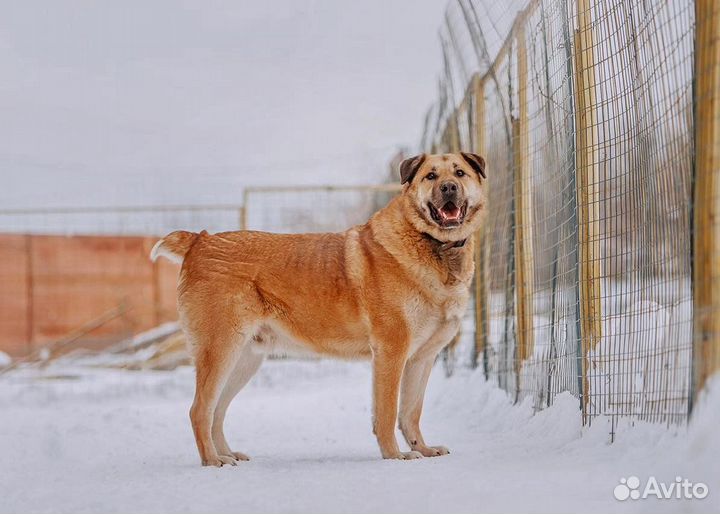 Добряк Портос ищет дом