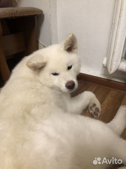 Собачья щенячья шерсть- пух белая