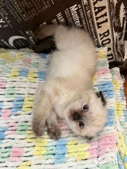 Шотландские котята