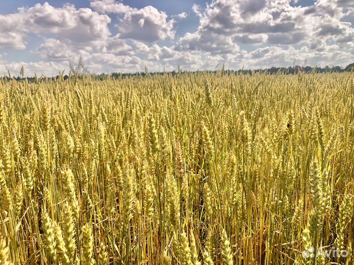 Пшеница Зерно