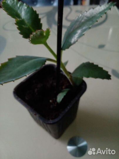 Каланхоэ дегремона