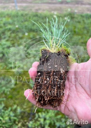 Лиственница Сибирская зкс сеянцы