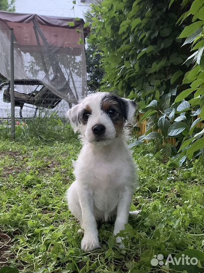 Щенки парсон рассел терьер