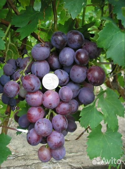 Виноград