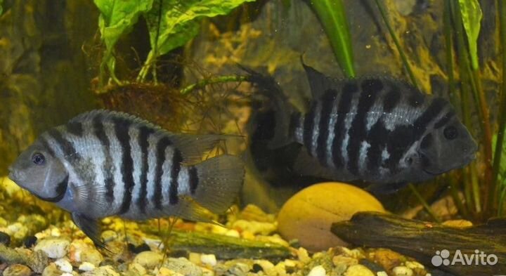 Аквариумные рыбки