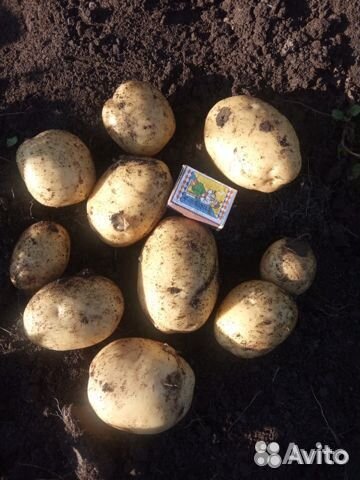 Картофель едовой