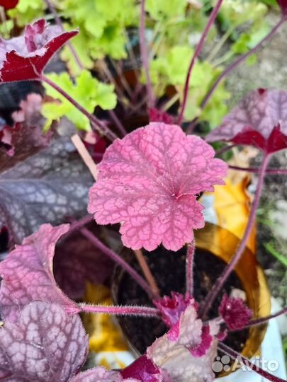 Гейхеры 15 сортов