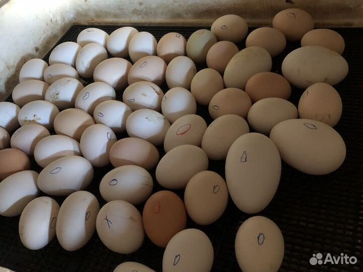 Инкубационное яйцо