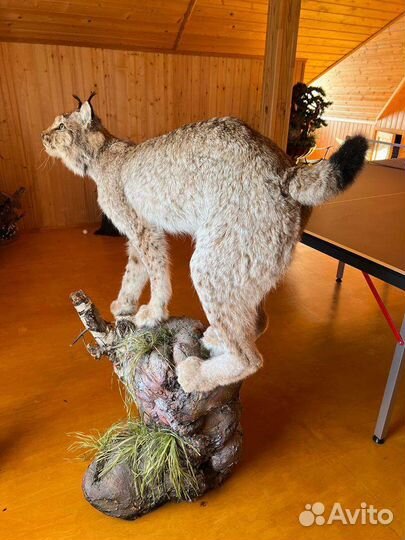 Чучело (имитация) рыси