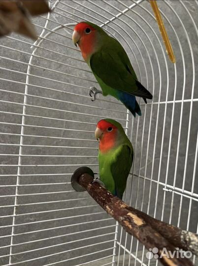 Попугай неразлучники с клеткой