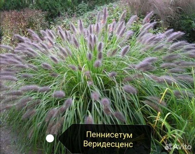 Декоративные злаки, люпин семена