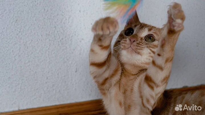 Рыжее игривое солнышко ищет дом в дар