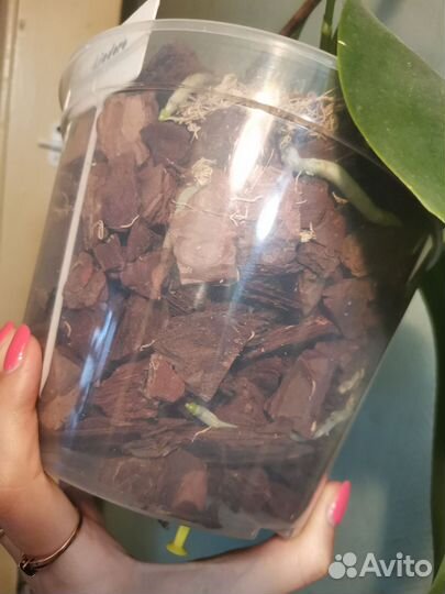 Орхидея фаленопсис Лиодоро