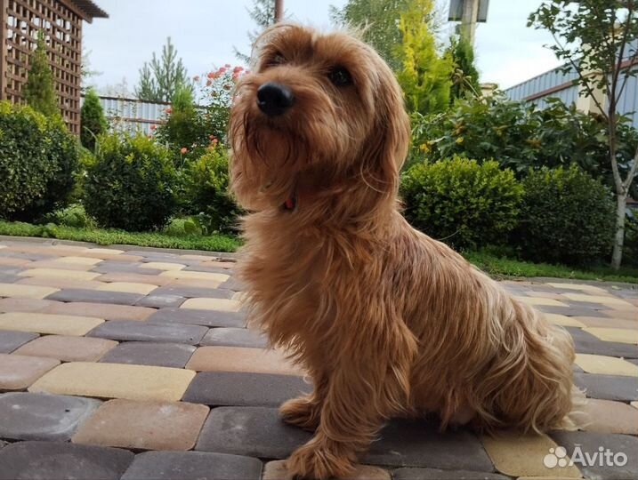 Норвич терьер