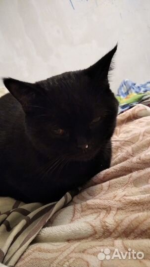 Чёрная кошка