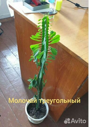 Комнатные растения