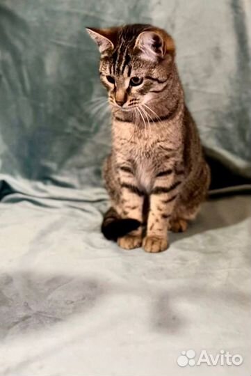 Европейский котенок в дар