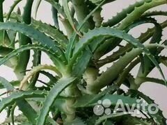 Лечебные цветы