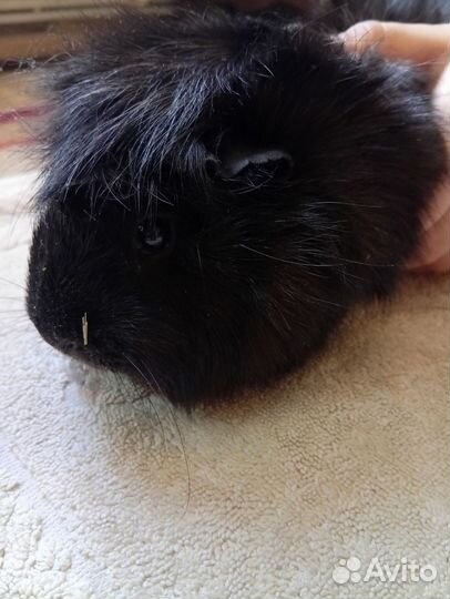 Морская свинка