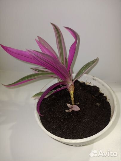 Традесканция Зебрина, Колеус