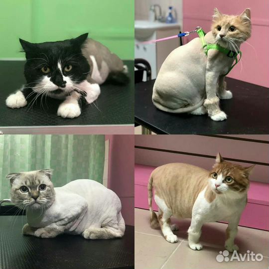 Стрижка кошек и собак, экспресс-линька Краснодар