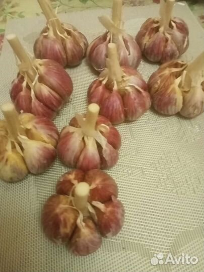 Семена чеснока
