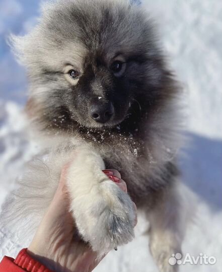 Зооняня передержка животных догситтер