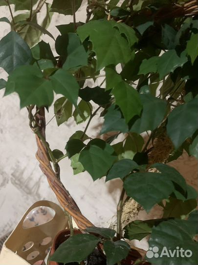 Циссус -березка