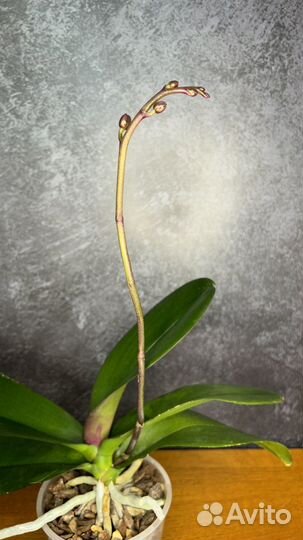 Орхидея фаленопсис биг лип хот кисс