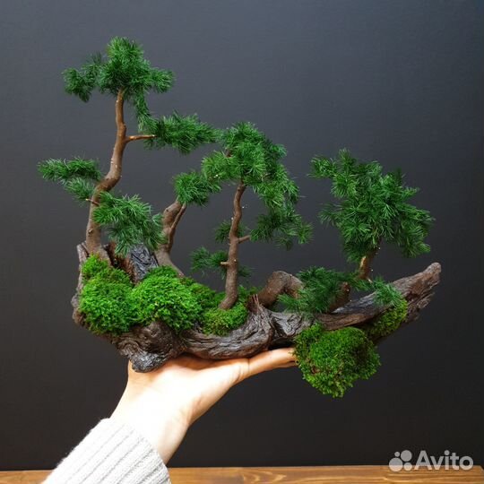 Дерево стабилизированное Бонсай
