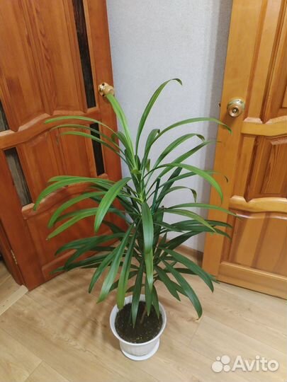 Комнатные цветы