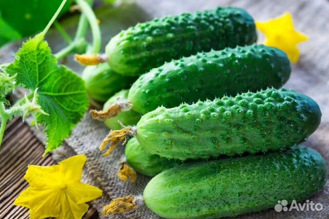 Огурцы домашние без химии