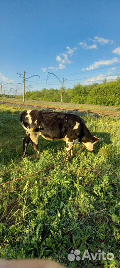 Продажа телят