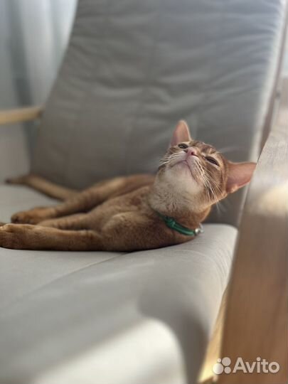 Абиссинский кот вязка