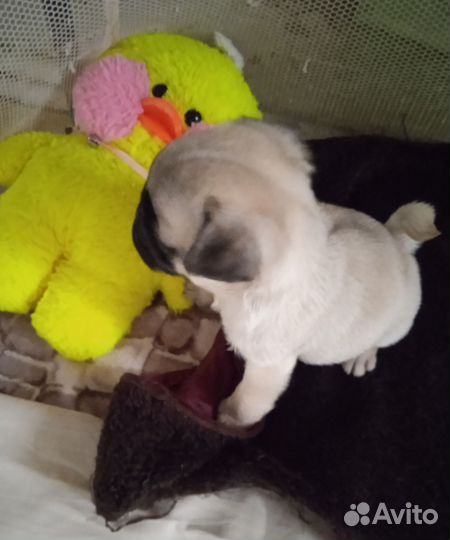 Щенки мопса