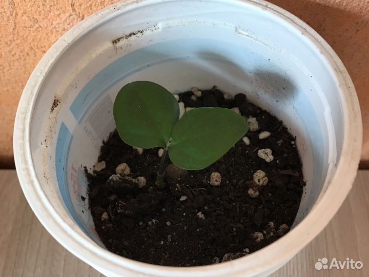 Замиокулькас