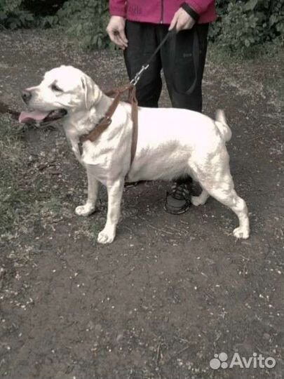 Щенки лабрадора-ретривера