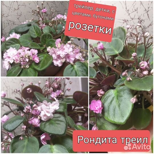 Фиалка Химера
