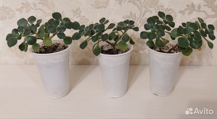 Аихризон дерево любви