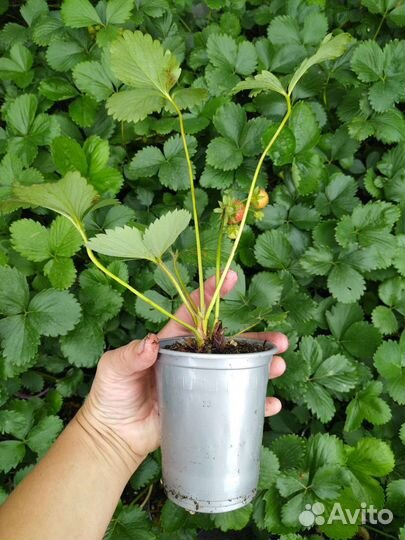 Клубника ремонтантная Фурор