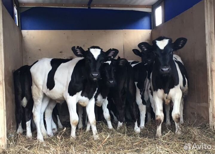 Телята бычки