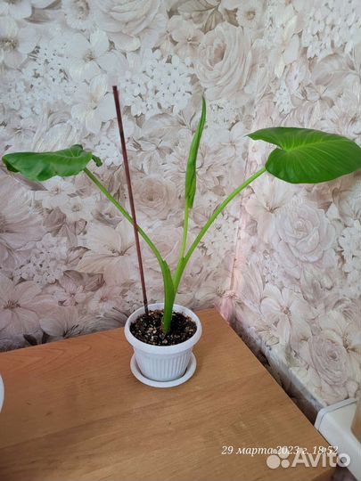 Калла в горшке