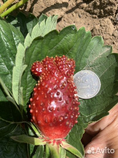 Саженцы клубники 