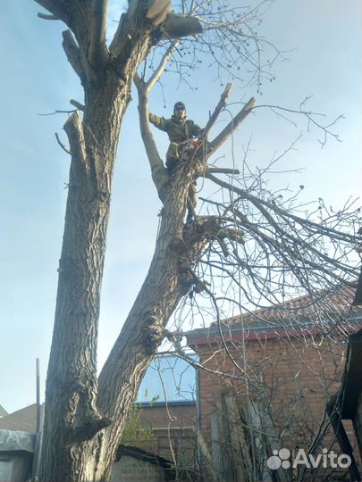 Спил деревьев, вывоз