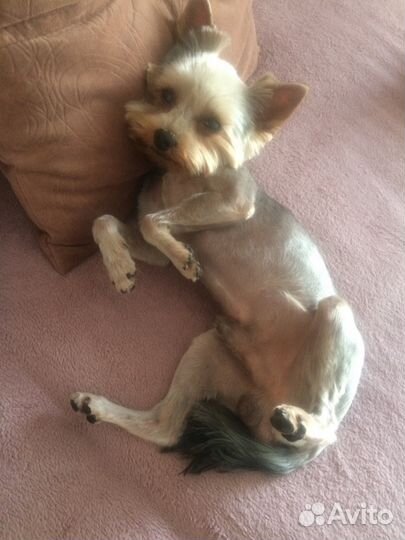 Йорк для вязки