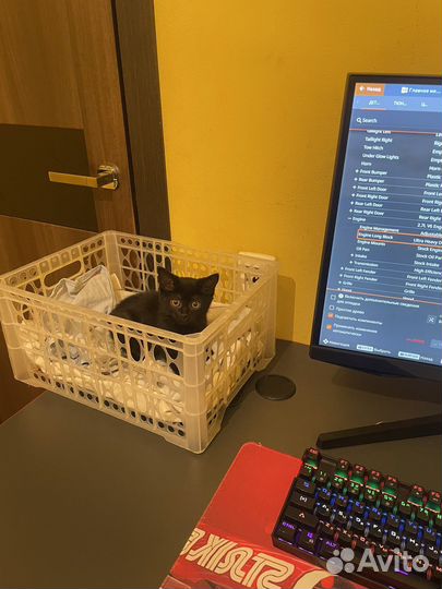 Очень ласковый котенок черненький