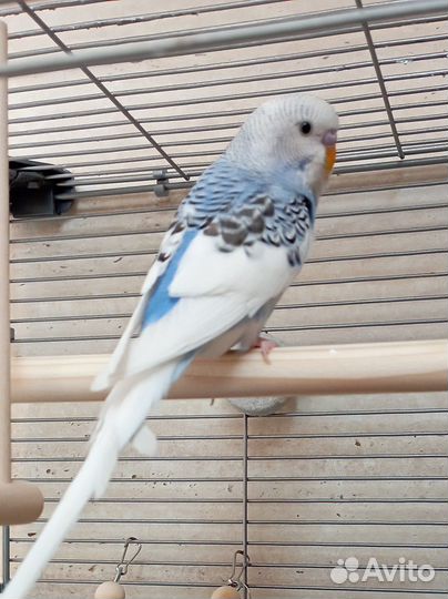 Волнистый попугай ручной