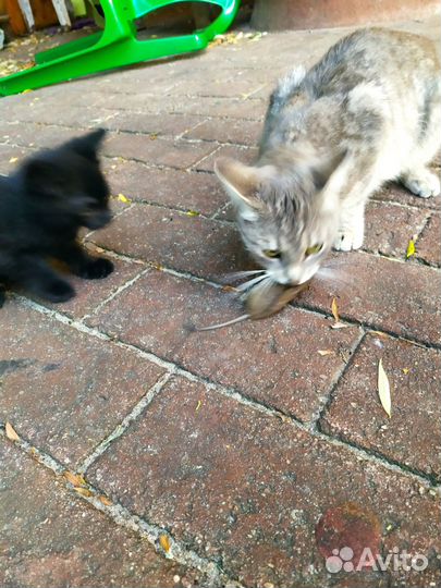 Котята отдам бесплатно