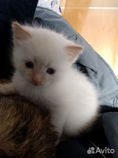 Подарю котят