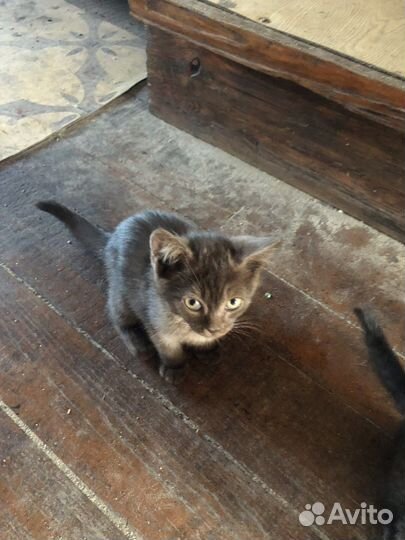 Котята отдам бесплатно